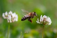 Fliegende Biene von Kees Smans Miniaturansicht