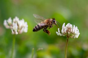 Fliegende Biene