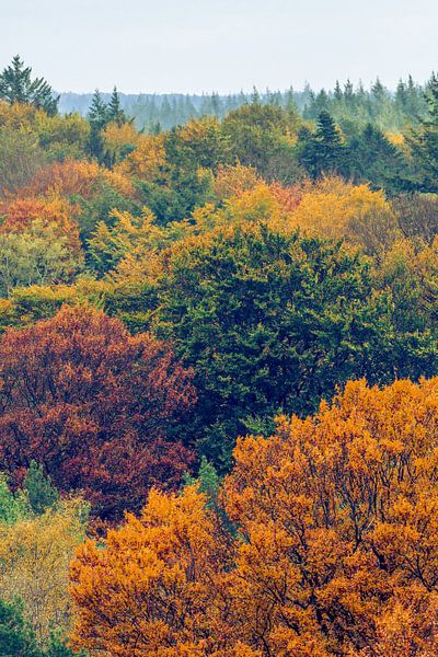 Couleurs d'automne par Renzo van den Akker