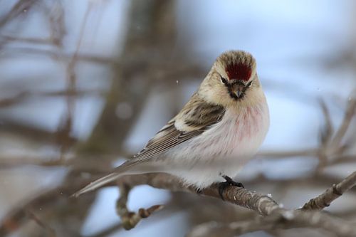 Female Large Tortoise in Northern Sweden