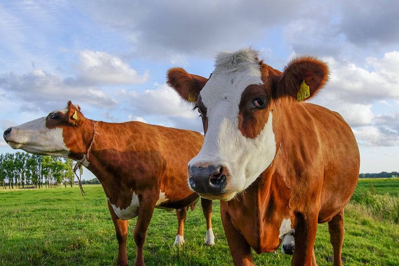 Flirting cow by Dirk van Egmond