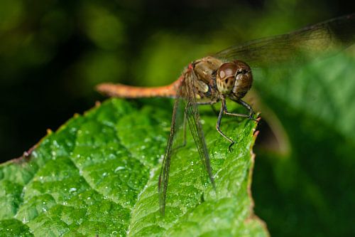 libelle warmt zich op in de zon van mick agterberg