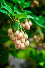 Bubble plant (Enkianthus Campanulatus) by Marly De Kok