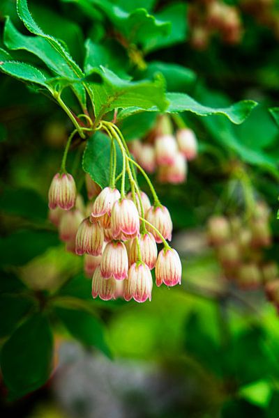 Blasenpflanze (Enkianthus Campanulatus) von Marly De Kok