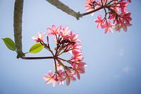 Frangipani pink flowers against a blue sky