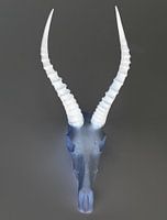 African skull
