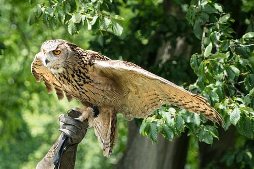 More ART In Nature - Owl