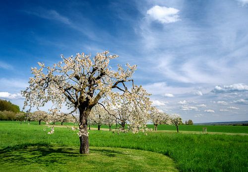 Paysage avec un cerisier en fleurs