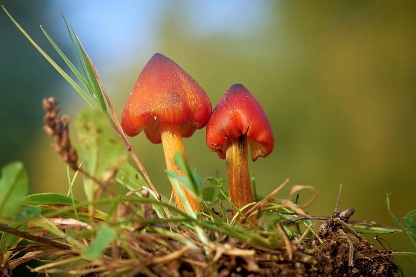 Hygrophore noirâtre, Hygrocybe conica dans une prairie par Heiko Kueverling