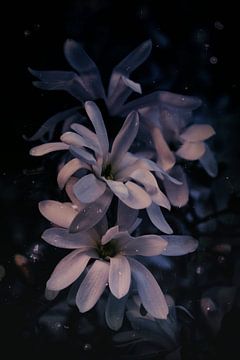 Magnolie - Frühlingsnacht im Ziergarten