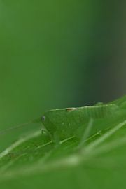Heuschrecke auf Blatt