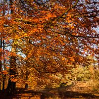 Herfstblaadjes in November
