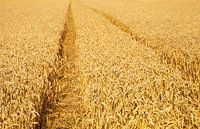 Grain field by Bo Valentino thumbnail