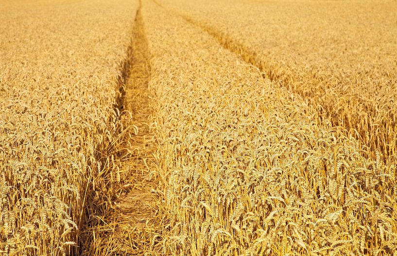 Grain field by Bo Valentino