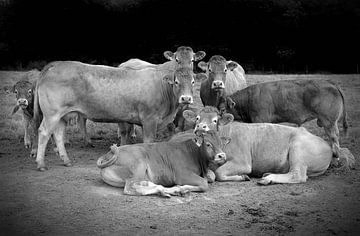 Gruppenfoto Kühe auf der Wiese von Tom Oosthout