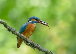 Eisvogel mit gefangenem Fisch