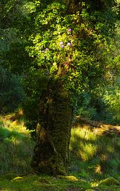 Killarney (Ireland) by Marcel Kerdijk