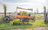 Spring -Bicycle on Texel.