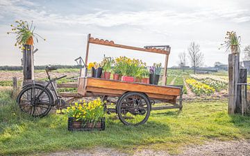 Frühling -Fahrrad auf Texel.