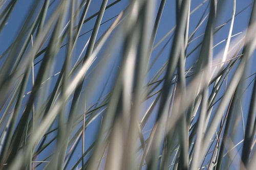 gras duinen, helmgras, gras, marramgrass, das helmgras, Ammophila arenaria