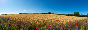 roter Klatschmohn im Gerstenfeld,