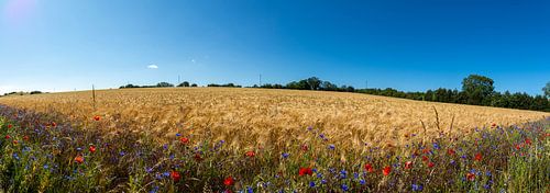 rode maïspapaver in het gerstveld,