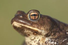 Common Toad (Bufo bufo) by Ronald Pol