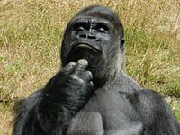 Gorrila Man