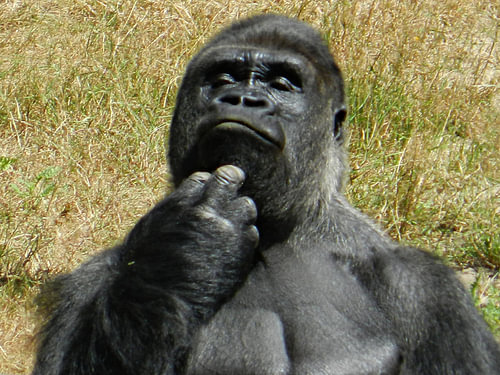Gorrila Man