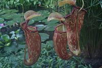 Tropical pitcher plant in Oxford botanical garden
