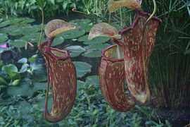 Tropische Kannenpflanze im botanischen Garten von Oxford