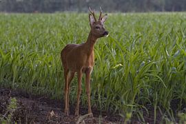 Reebok by Ronald Wilfred Jansen