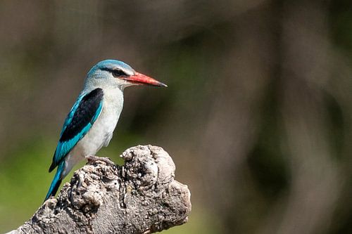 Senegal IJsvogeltje