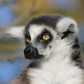 Rodney Visser Profile picture