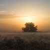 Zonsopgang boven de Heide van Peter Hooijmeijer