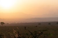 Flammen am Horizont - das Abendlicht von Kidepo