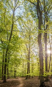 Sentier à travers la forêt de printemps dans les montagnes du Taunus sur Christian Müringer