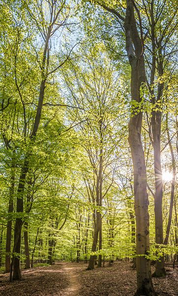 Path through the spring forest in the Taunus Mountains by Christian Müringer