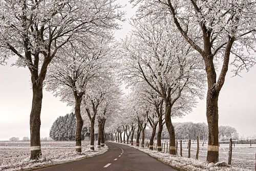 Beautiful road with snow on the trees by Anne Meyer