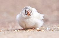 Tiere von Einhorn Fotografie Miniaturansicht