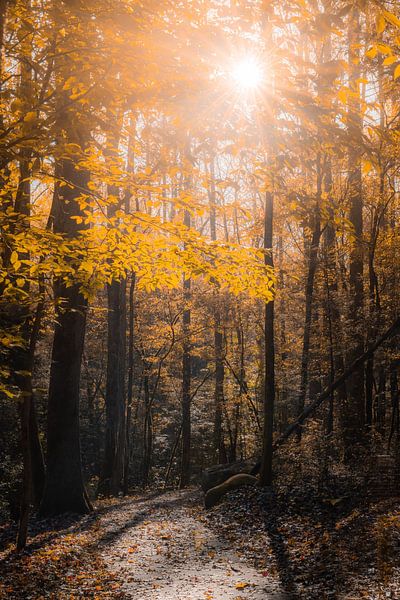 Autumn Vibes by Hello Pompoyo