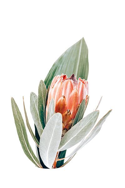 protea van Michael Schulz-Dostal