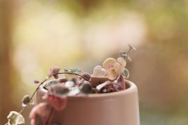 Chinesische Laternenpflanze - Romantisches Rosa von Dagmar Hijmans