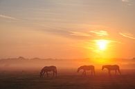 Paarden in de ochtendnevel van Lex Schulte thumbnail