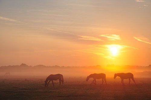 Paarden in de ochtendnevel