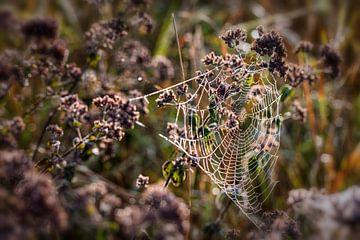 Spinnenweb van Rob Boon