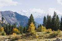 Mountain landscape with mountain pasture and trees in autumn colors