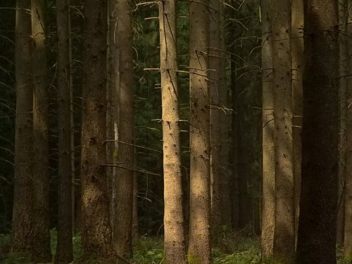 Zonnig dennennwoud in de ardennen