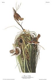 Marsh Wren