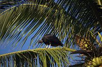 Zwarte gier in een palmboom | Wildlife | La Ventanilla | Mexico